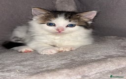 Ragdoll cats for sale: Beautiful main coon X ragdoll kittens - Image 11