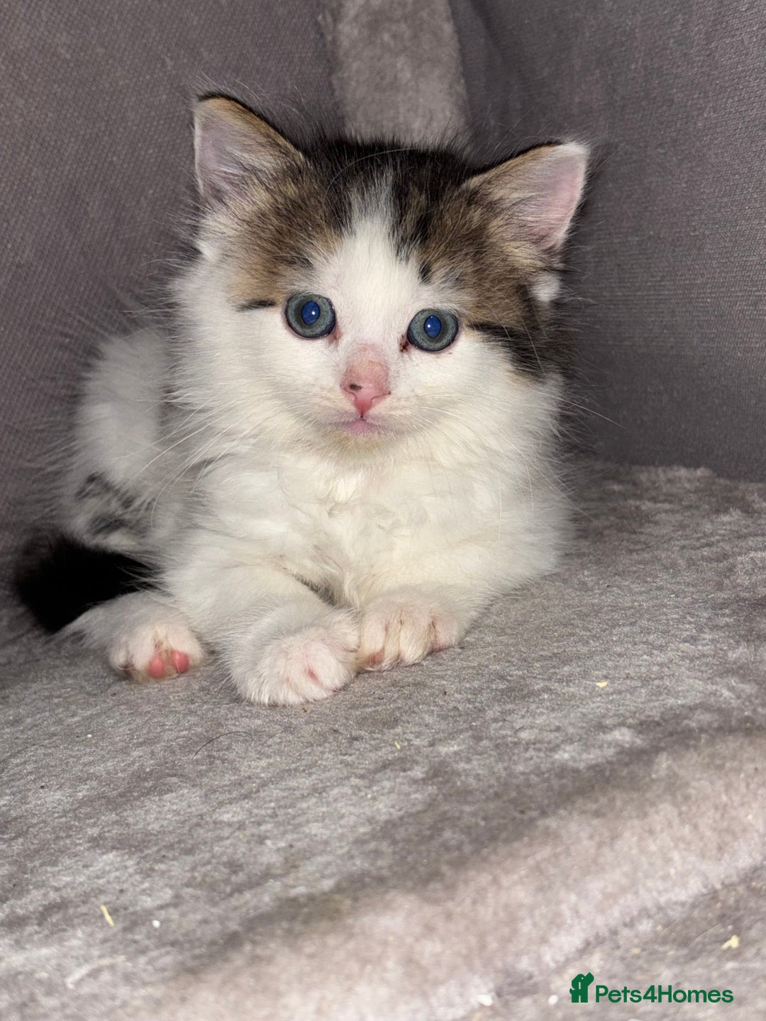 Ragdoll cats for sale: Beautiful main coon X ragdoll kittens - Image 11