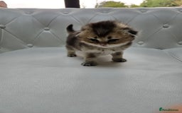 Scottish Fold cats for sale: Golden Scottish fold kittens - Image 8