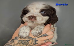 Cocker Spaniel dogs for sale: Exceptional Pedigree Show Type English Cockers  - Image 17