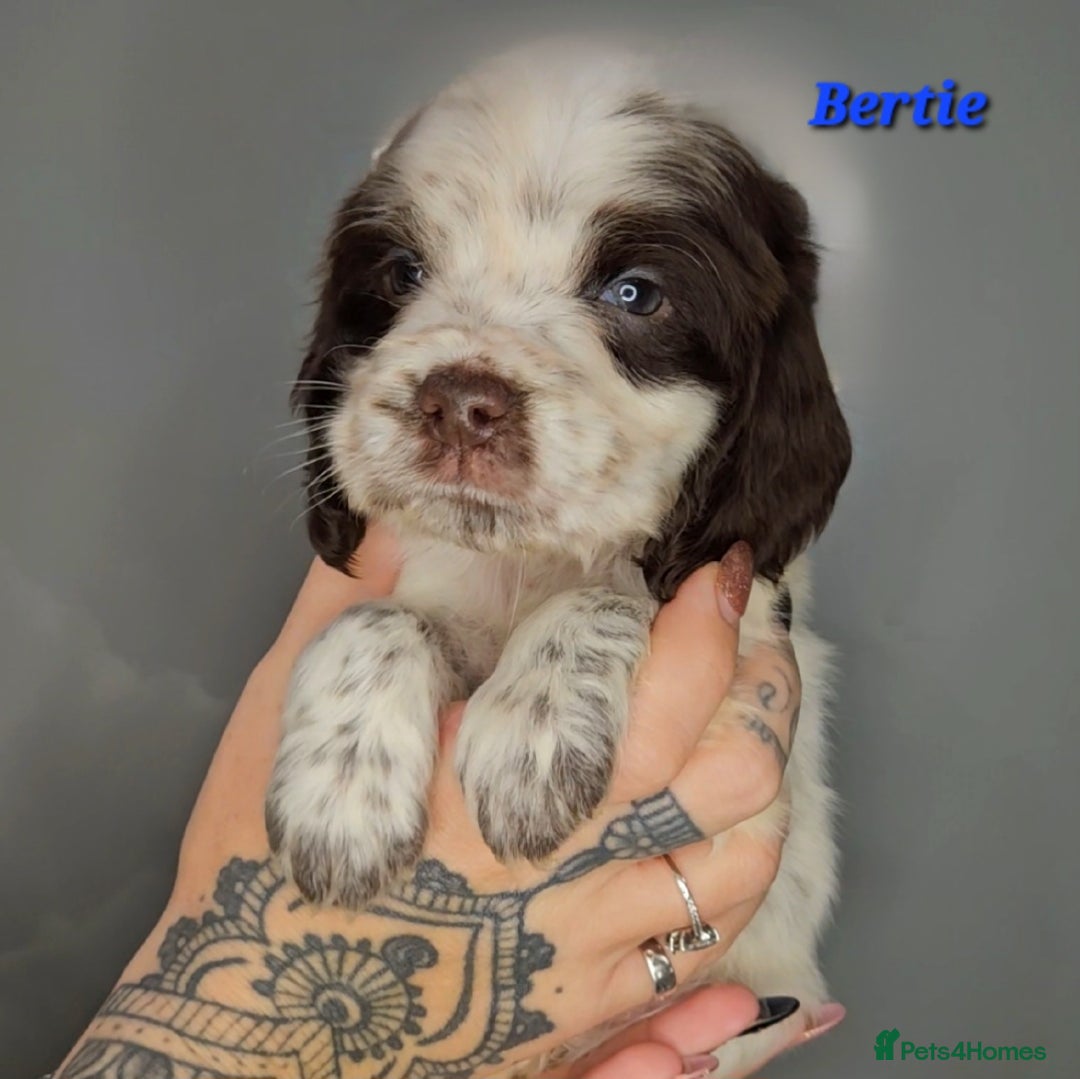 Cocker Spaniel dogs for sale: Exceptional Pedigree Show Type English Cockers  - Image 17