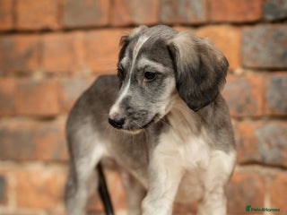 Saluki dogs ✨Pure Persian Saluki, Country Of Origin Saluki✨ - Advert 8