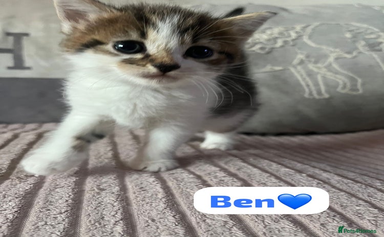 Mixed Breed cats - Advert 4