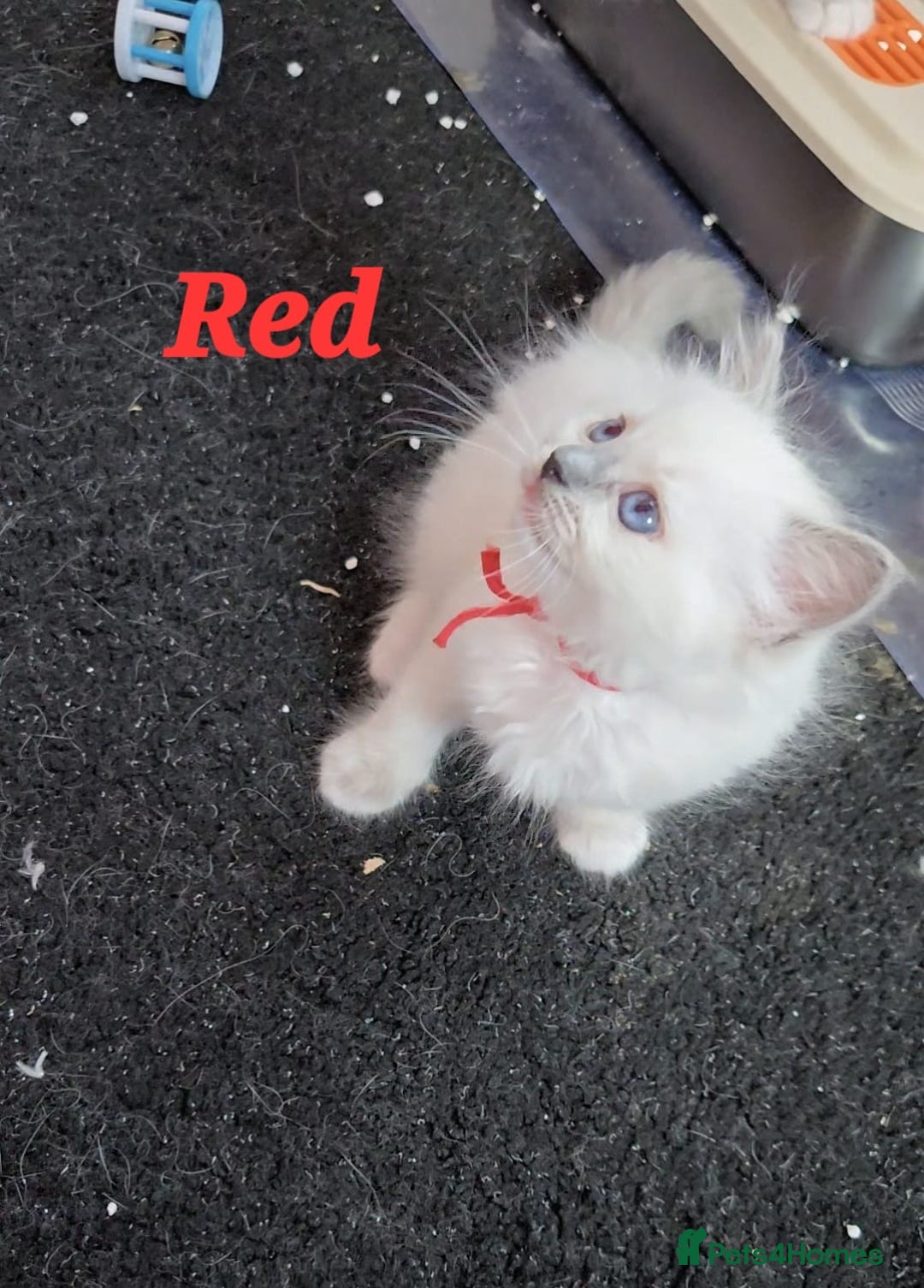 Ragdoll cats for sale: Pure Ragdoll Kittens (Mitted) - Image 21