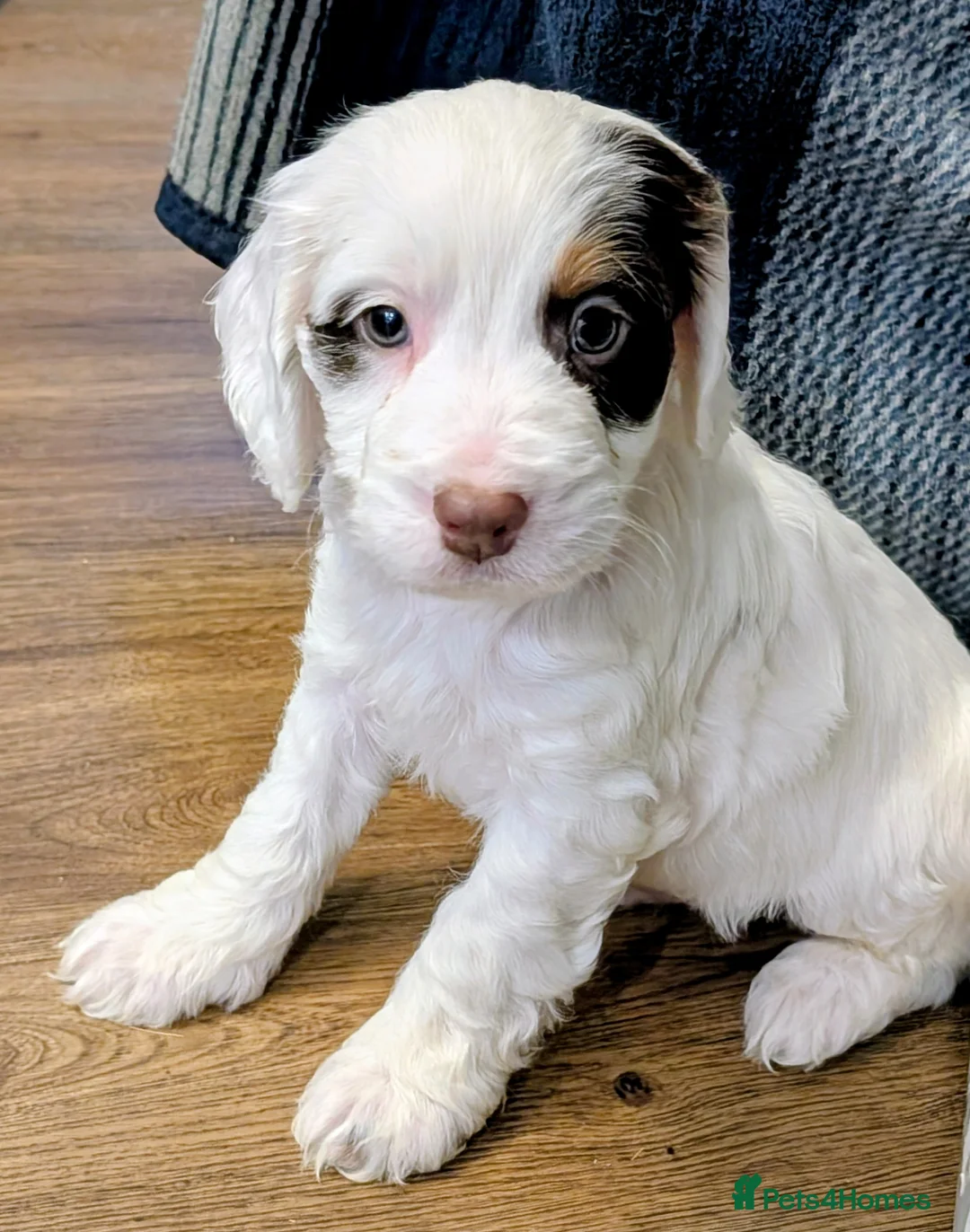 Cockapoo dogs for sale: Licensed breeder, health tested F1 cockapoo pups - Advert 32