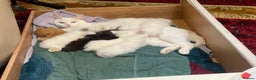 Mixed Breed cats for sale: 8 Gorgeous kittens for sale (2 white boys left) - Advert 14
