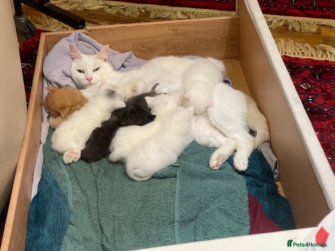 Ragdoll cats for sale: 8 Gorgeous kittens for sale (Reservation) - Image 14