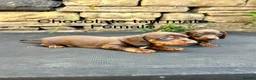 Miniature Dachshund dogs for sale: Miniature Dachsunds males and females - Advert 18