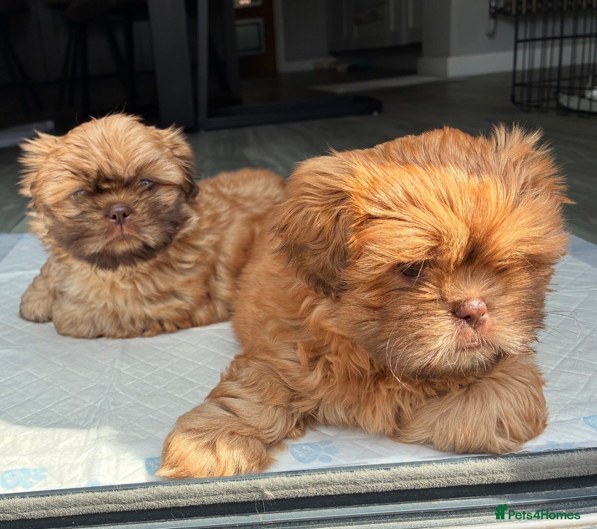 Shih Tzu dogs for sale: Beautiful Imperial Shih tzu Puppies  - Advert 1