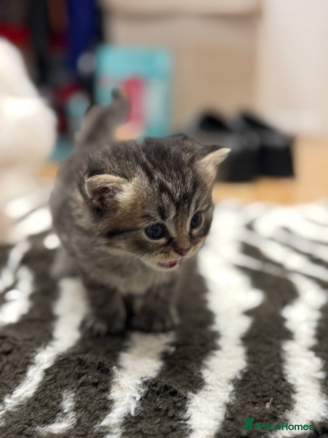 Perdoll cats for sale: Rare Perdolls  - Image 11