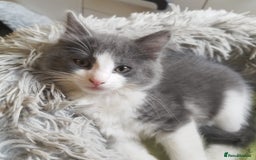 Ragdoll cats for sale: 5 ADORABLE RAGDOLL X KITTENS FOR SALE - Image 11