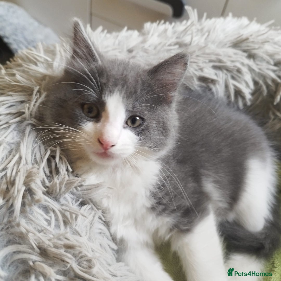 Ragdoll cats for sale: 5 ADORABLE RAGDOLL X KITTENS FOR SALE - Image 11