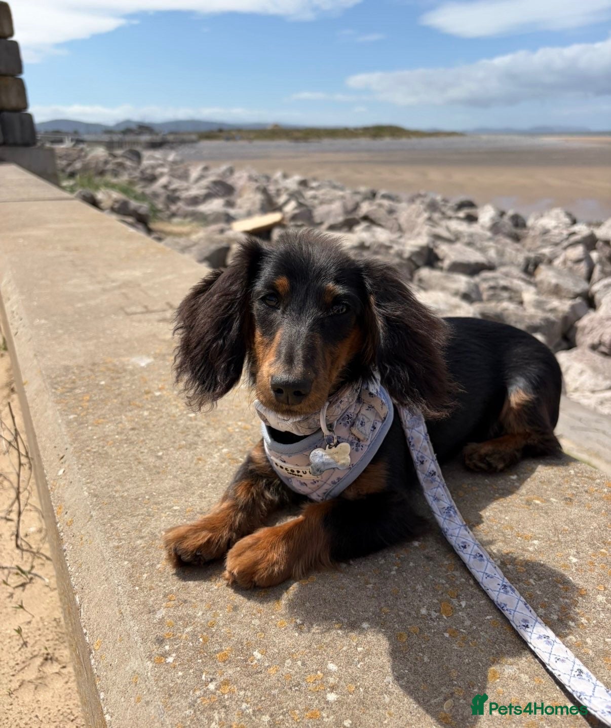 Miniature Dachshund dogs KC long haired miniature dachshund female🩷 - Advert 1