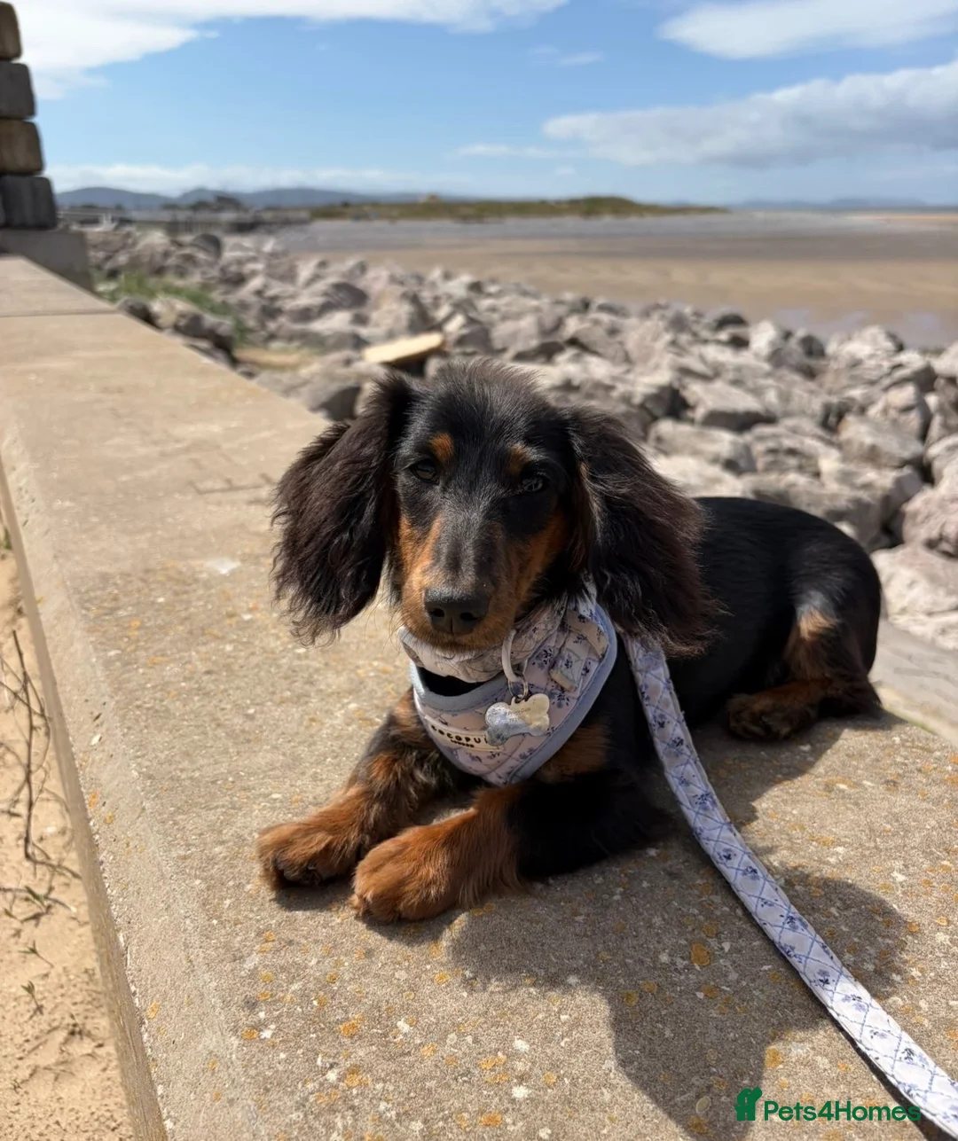 Miniature Dachshund dogs for sale: KC long haired miniature dachshund female🩷 in Rhyl - Advert 1