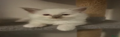 Ragdoll 2