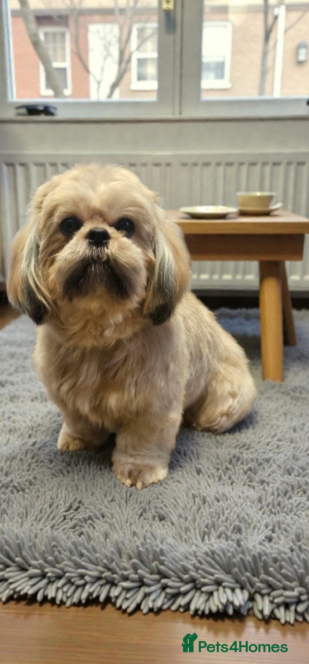 Shih Tzu dogs for sale: 💞TOP QUALITY 💞ADULT SHIH TZU 💞 - Advert 10