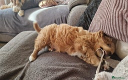 Cavachon dogs for sale: Cavachon - Image 4