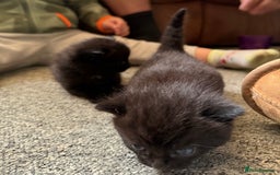 Mixed Breed cats for sale: 2 Beautiful Black/Brown Tabby Kittens - Image 19