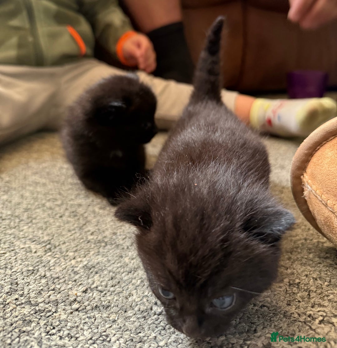Mixed Breed cats for sale: 2 Beautiful Black/Brown Tabby Kittens - Image 19
