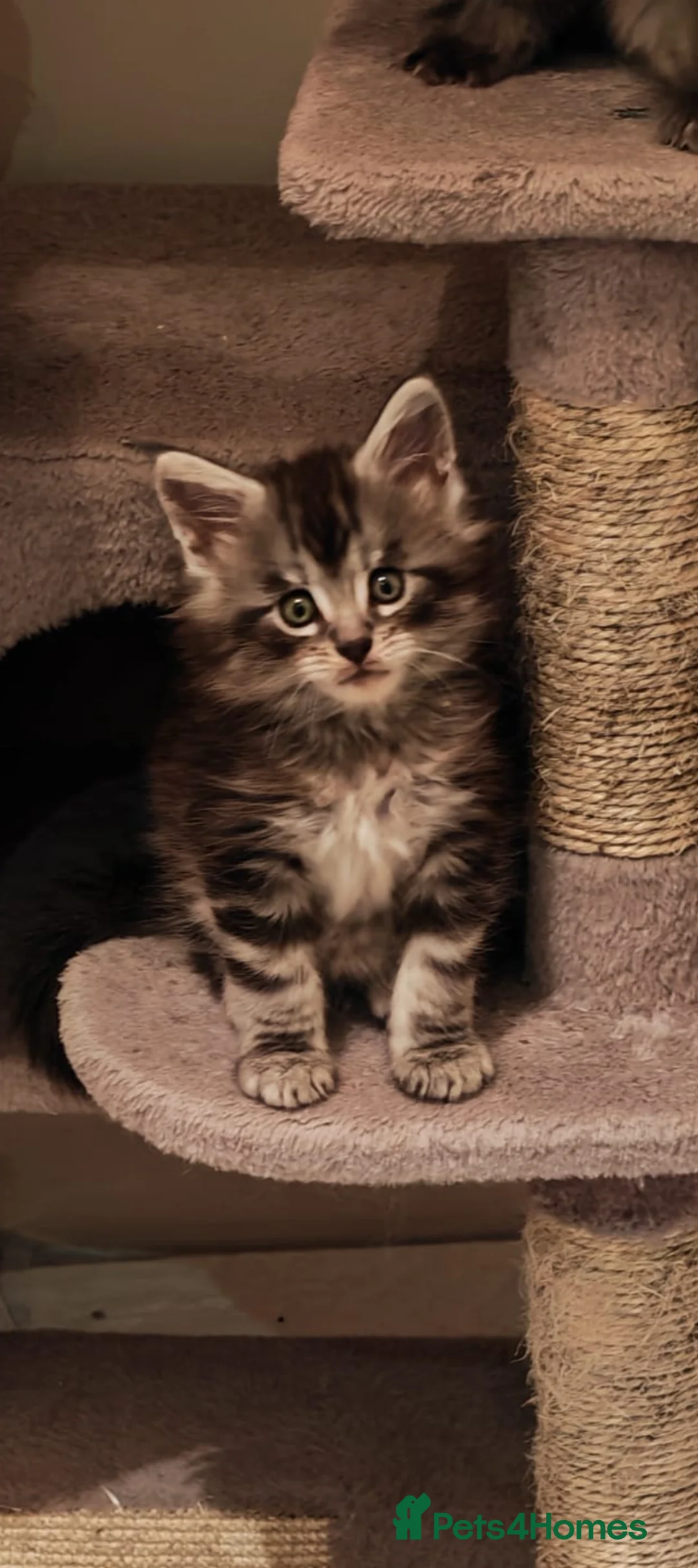 Maine Coon cats for sale: Maine coon kittens  - Advert 8