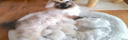 Ragdoll cats for sale: INDOOR GCCF REGISTERED RAGDOLL FEMALE KITTEN - Advert 27