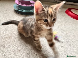 Mixed Breed cats Amiable mixed breed kittens - Advert 5