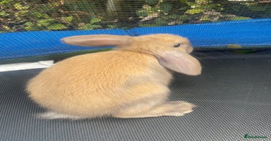 Mini Lop rabbits - Advert 5