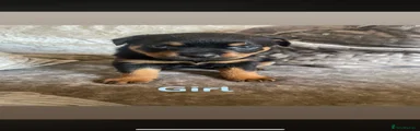 Rottweiler 4