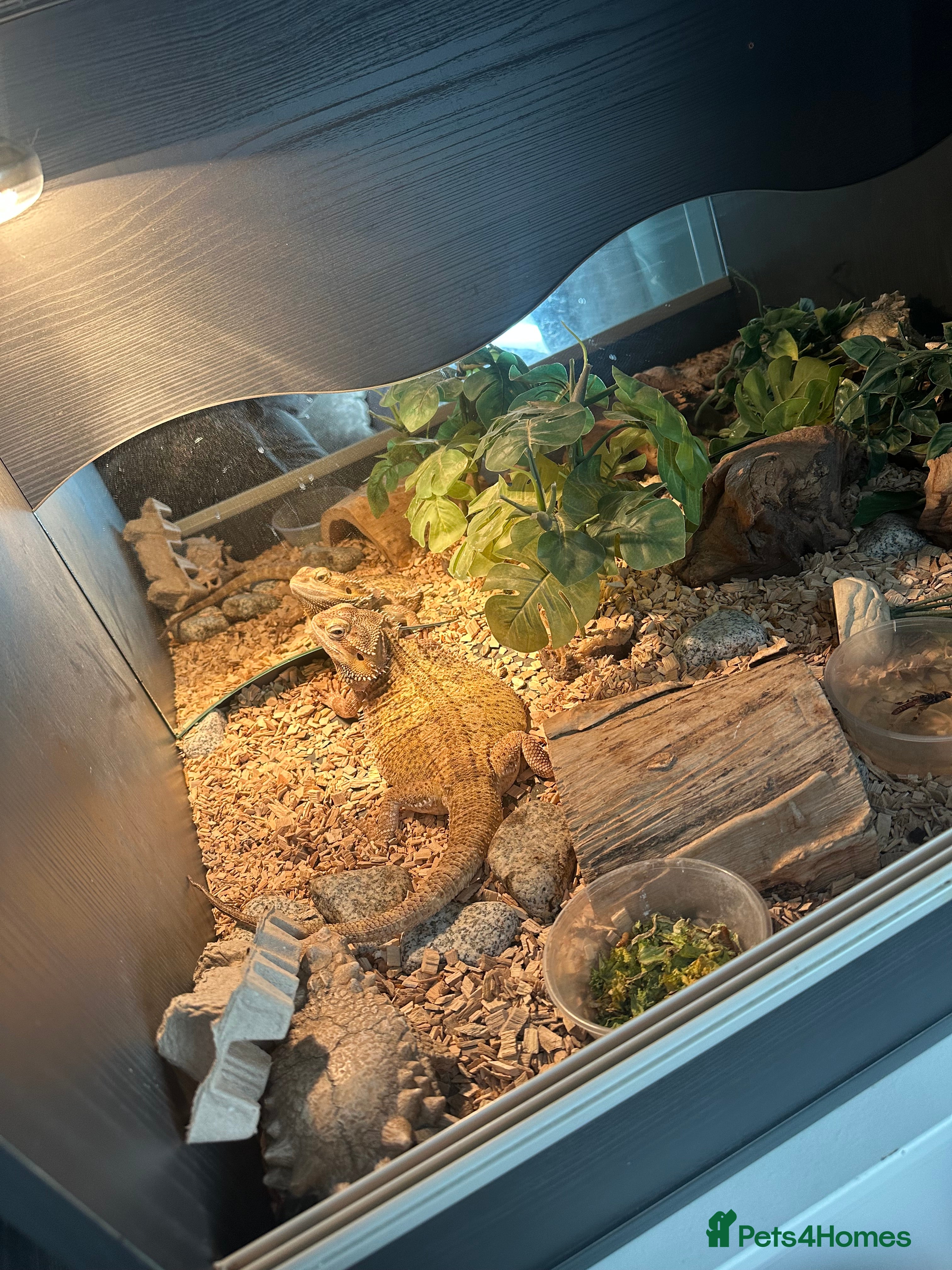 Bearded Dragon reptiles Beaded dragon + full set up  in Halifax - Advert 2