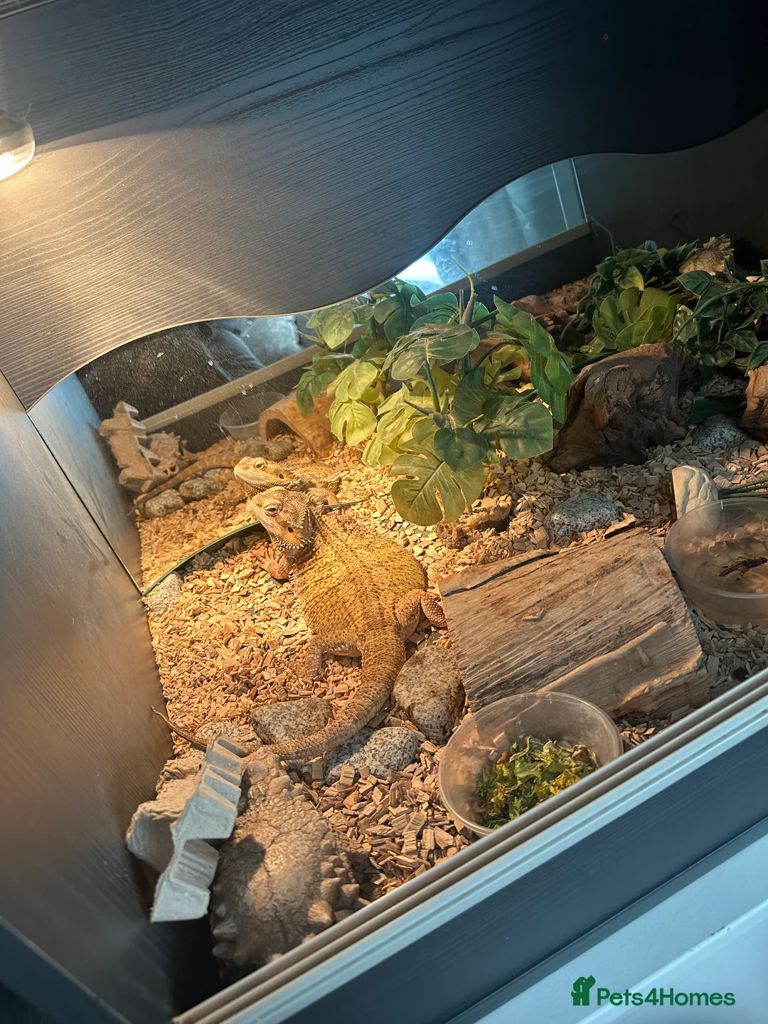 Bearded Dragon reptiles for sale: Beaded dragon + full set up  - Advert 1