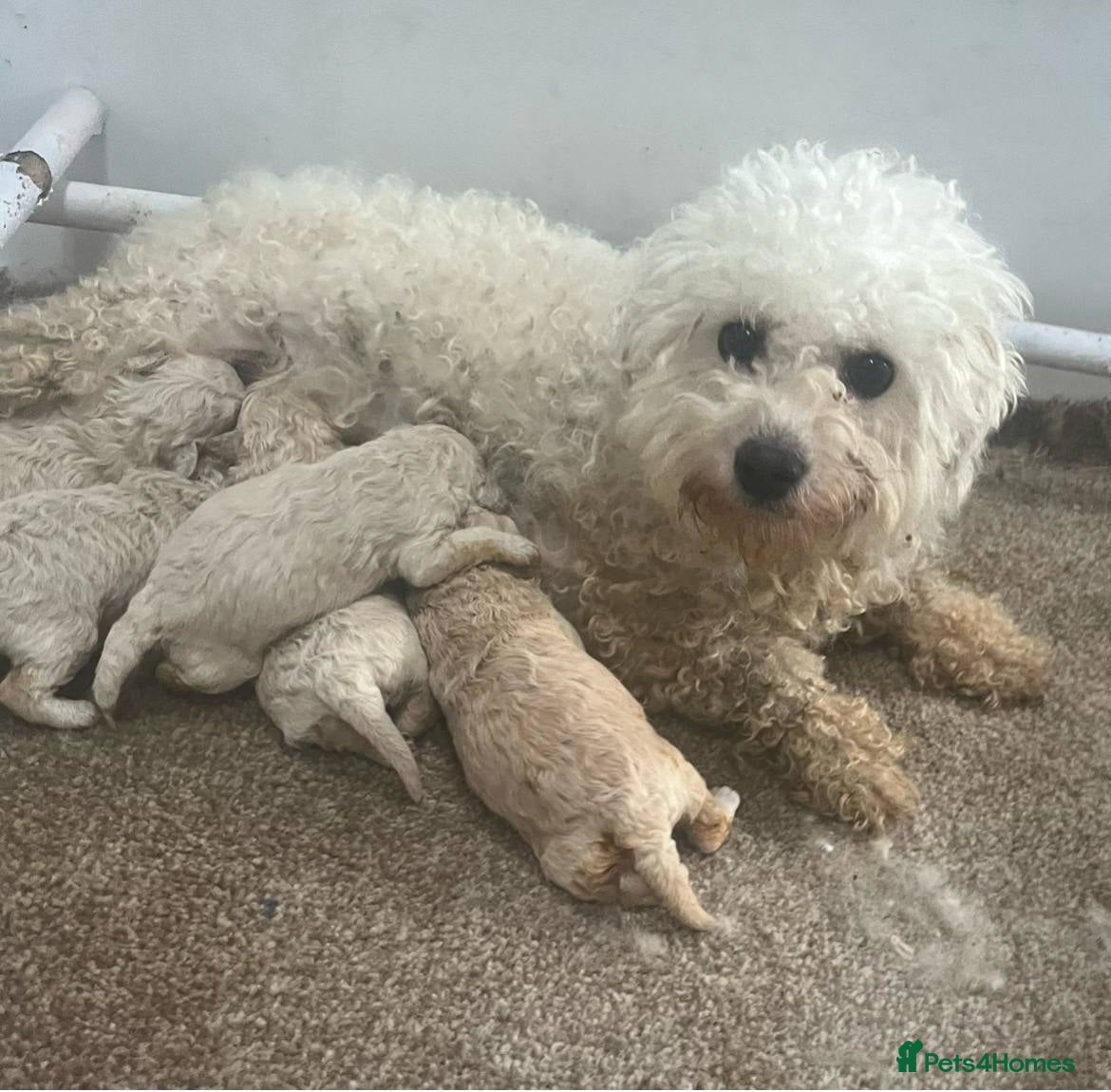 Poochon dogs Poochons Ready  **  Eve - Advert 3