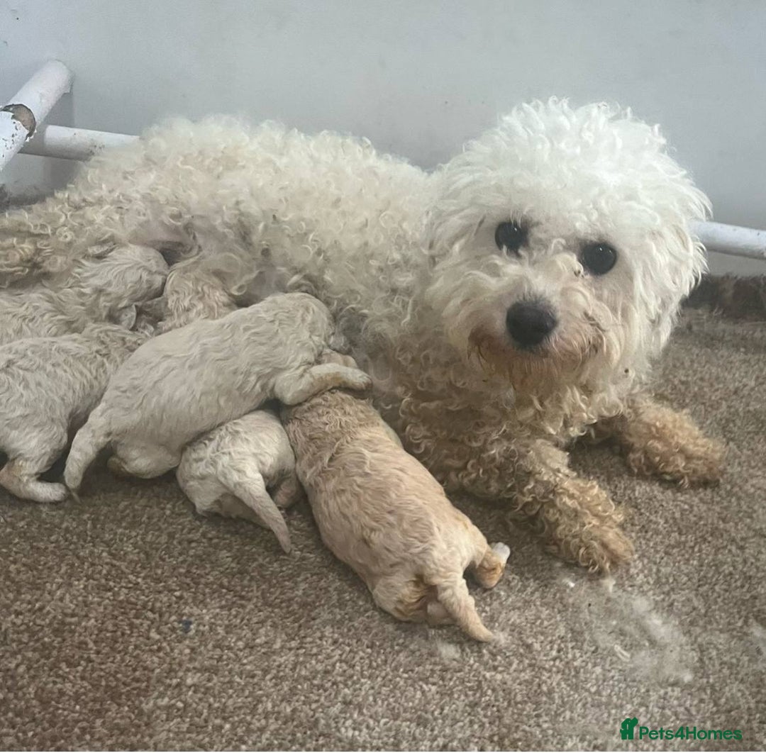 Poochon dogs for sale: Poochons Ready  **  Eve - Advert 1