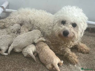 Poochon dogs Poochons Ready Christmas Eve - Advert 2