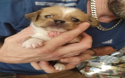 Mixed Breed dogs for sale: Chihuahua/lhaso apso pups long haired - Image 10