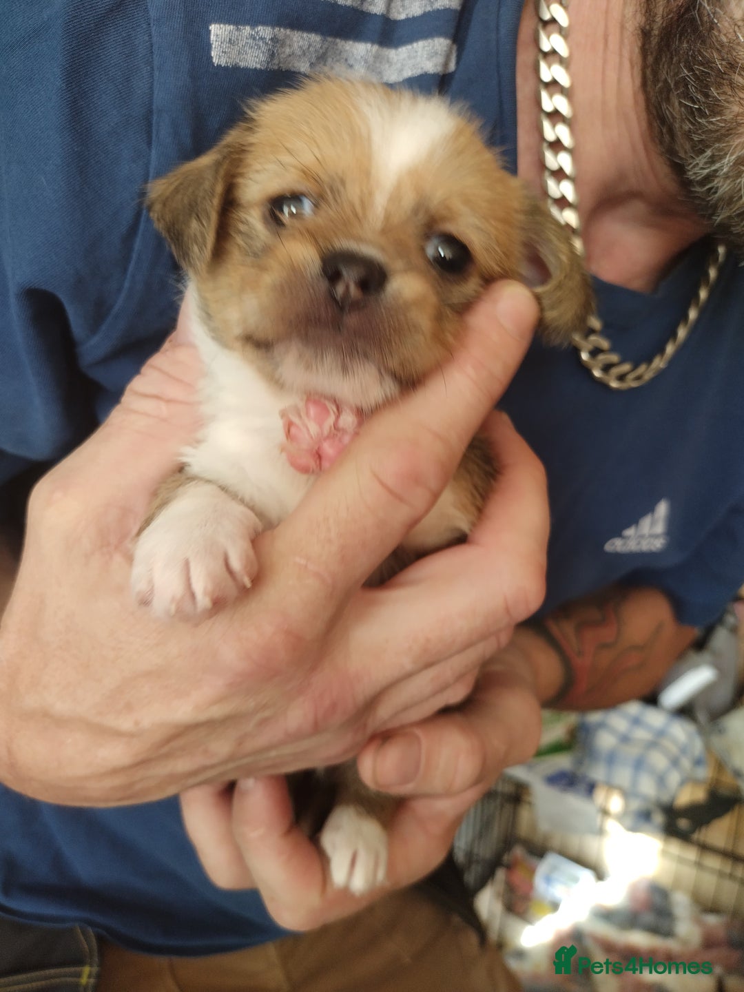 Mixed Breed dogs for sale: Chihuahua/lhaso apso pups long haired - Image 10