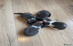 British Shorthair cats for sale: British short hair x tabby kittens  - Image 14