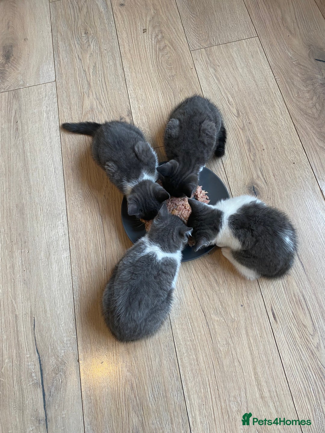 British Shorthair cats for sale: British short hair x tabby kittens  - Image 14