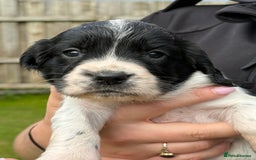 English Springer Spaniel dogs for sale: Springer spaniel puppies for sale  - Image 6