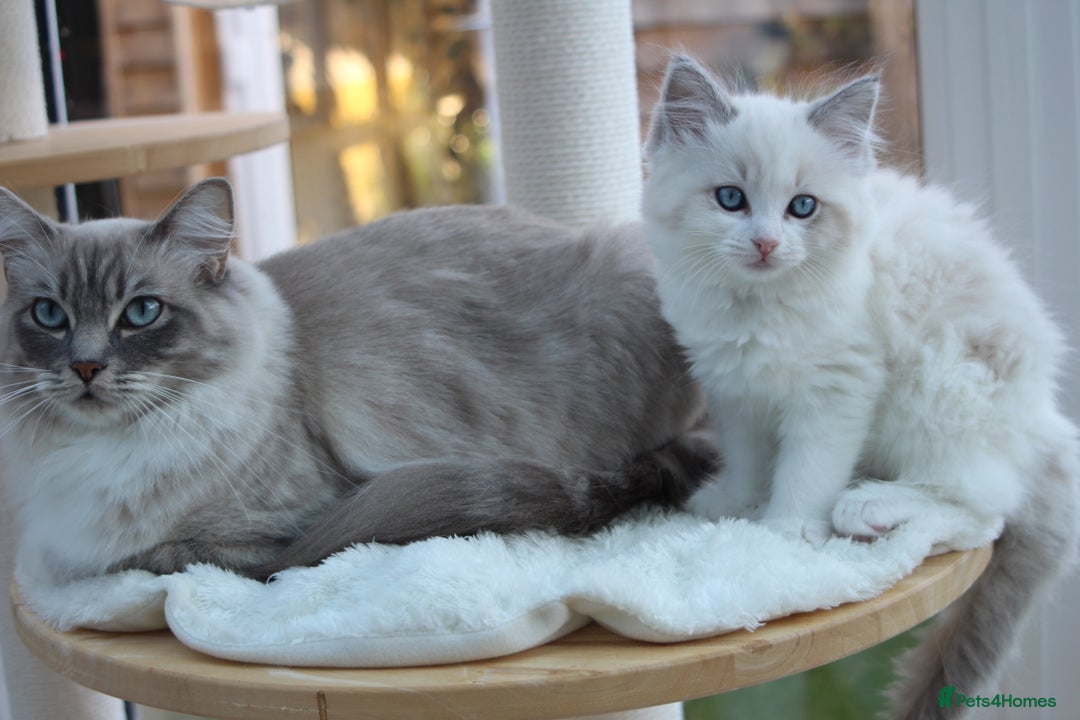 Ragdoll cats for sale: Blue Lynx Bicolour Ragdoll TICA Registered  - Advert 2