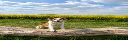 Mixed Breed dogs for sale: 5yr Collie-X Seeking Quiet Single-Pet Home - Advert 4