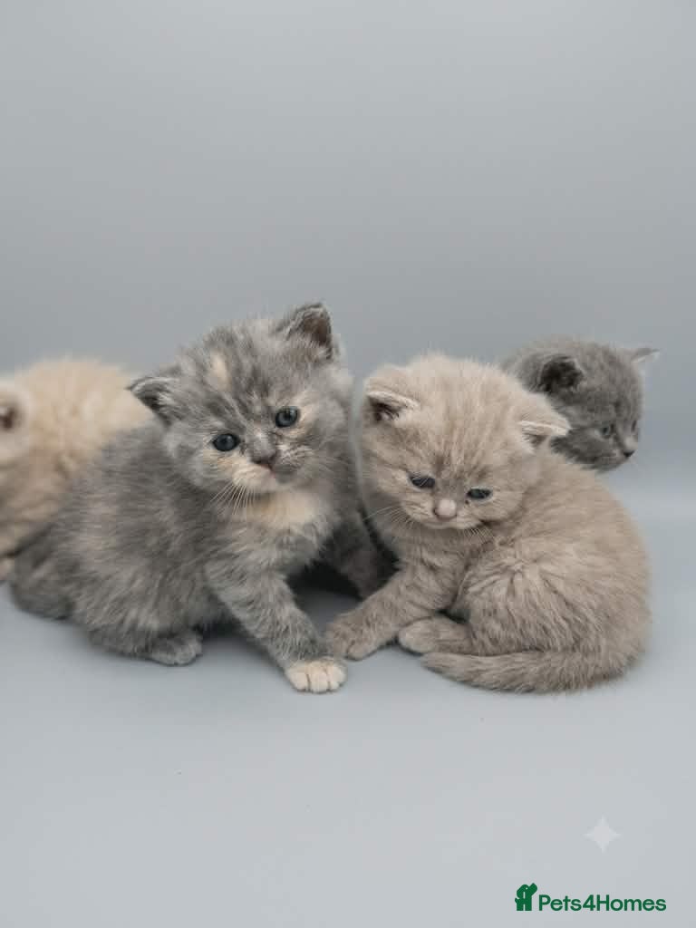 British Shorthair cats Absolutely beautiful kittens looking forever homes - Advert 2