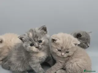 British Shorthair cats Absolutely beautiful kittens looking forever homes - Advert 2