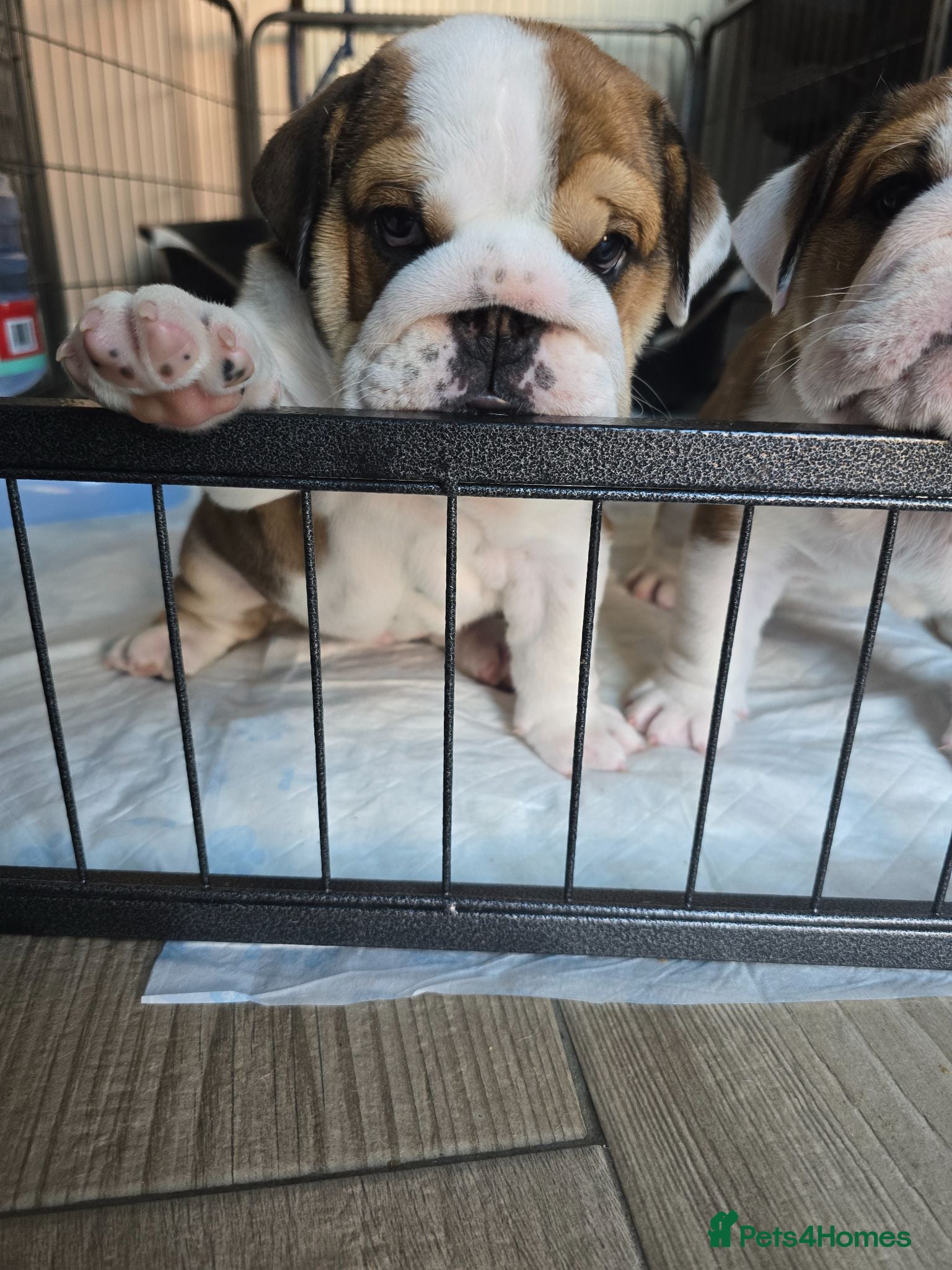 English Bulldog dogs 🐾 Beautiful KC Reg English Bulldog Puppies 🐶 - Advert 13
