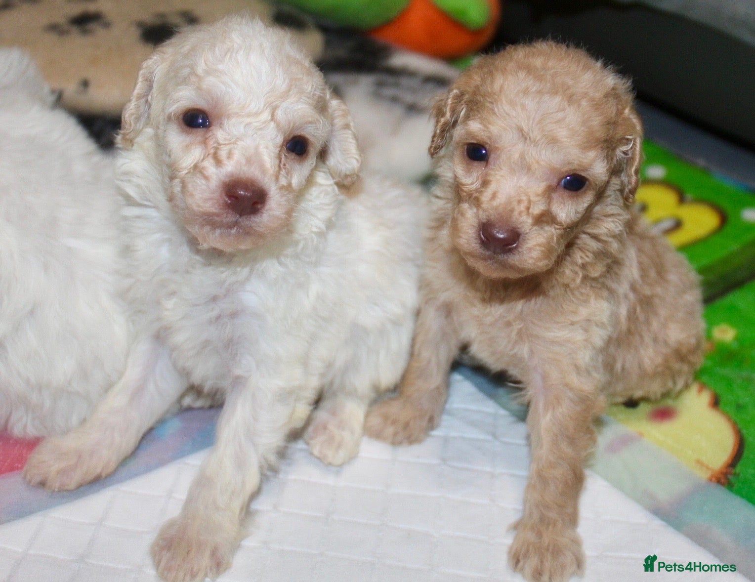 Cockapoo dogs Child friendly cockapoo puppies ready March - Advert 3