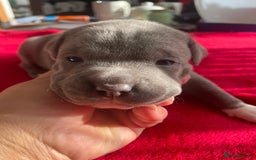 Staffordshire Bull Terrier dogs for sale: Mariusz  - Image 27