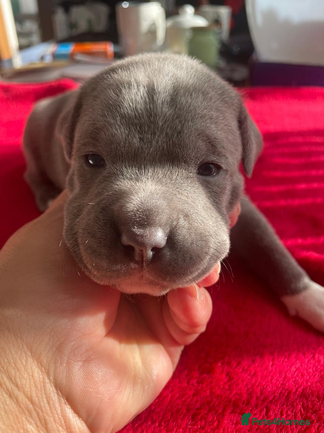 Staffordshire Bull Terrier dogs for sale: Mariusz  - Image 27