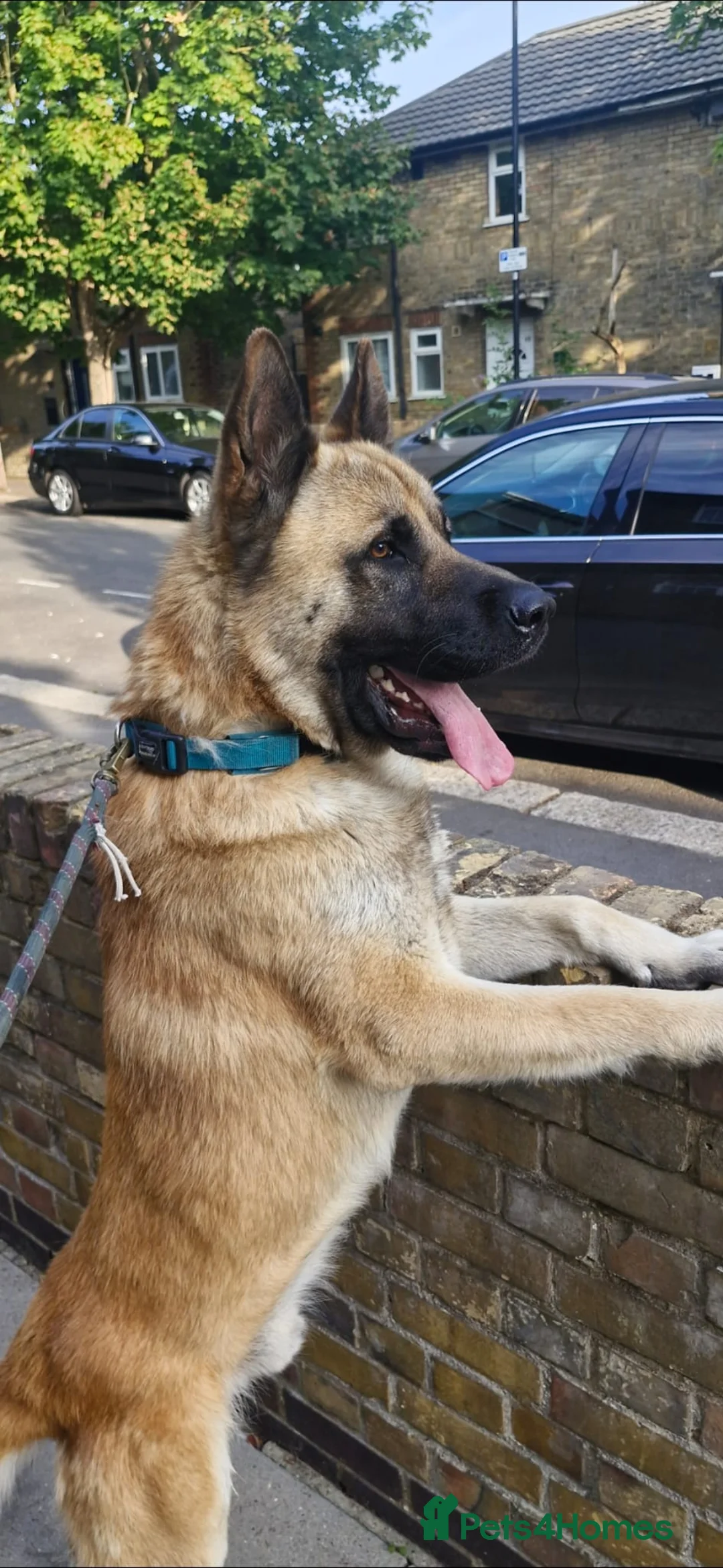 Mixed Breed dogs for stud: German shepherd mixed with Akita in London - Advert 2