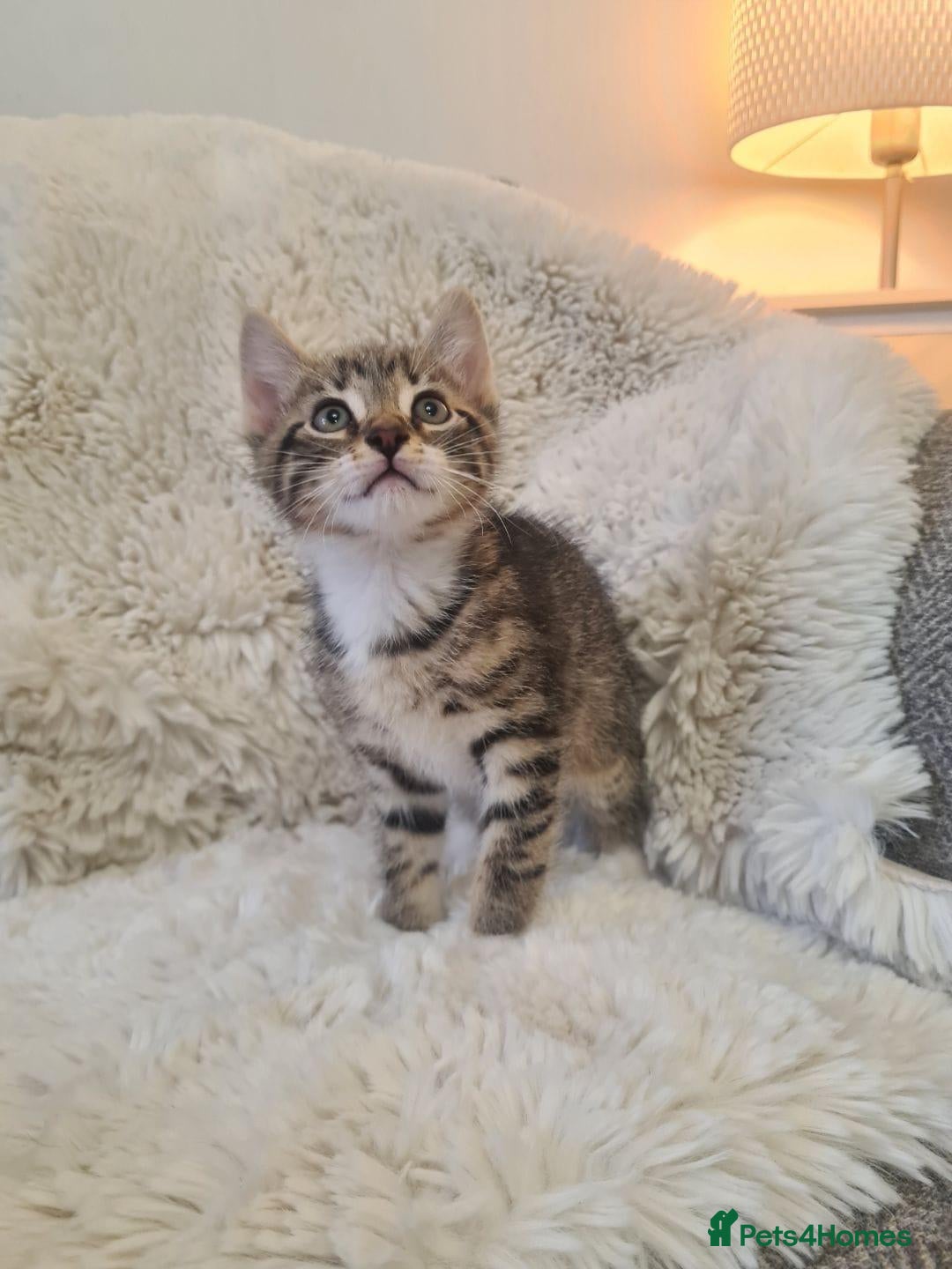 Mixed Breed cats 4 beautiful boys  - Advert 3