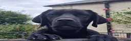 Labrador Retriever dogs for sale: Macy's Litter - Advert 4