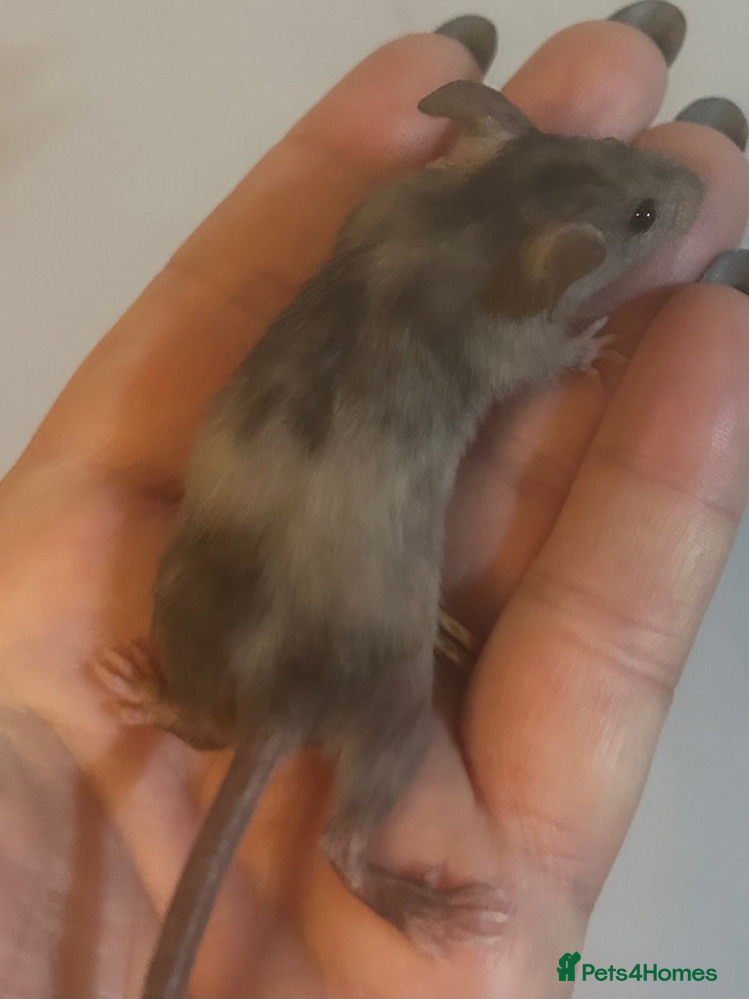 Mouse rodents for sale: Fancy mice 3 boys available  - Image 11